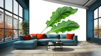 gerbera green leaf isolated on white background Wall mural