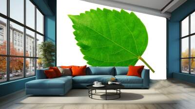 Green leaf of Hibiscus; closeup on white background Wall mural