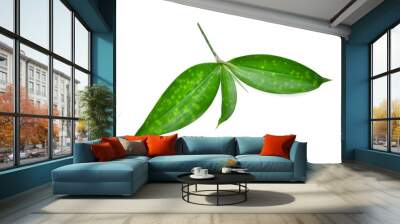 green leaves isolated on white background Wall mural