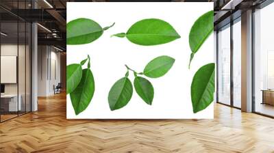 set of lemon green leaf isolated, png Wall mural