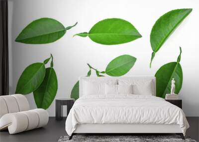 set of lemon green leaf isolated on white background Wall mural