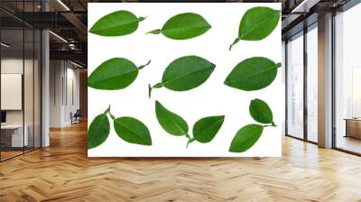 set of lemon green leaf with dorp water isolated on white background Wall mural