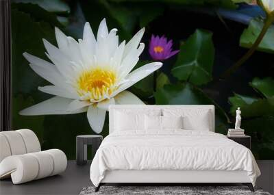 White lotus that is popular for garden decoration Wall mural