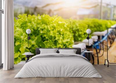 Hydroponics vegetables Green oak lettuce growing in plastic pipes at Smart farms with hydroponics systems are modern farming for healthy and quality in smart agricultural and smart farming concepts. Wall mural