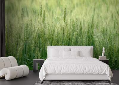 field of wheat Wall mural