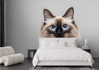 A close-up of a fluffy cat with striking blue eyes and a unique color pattern. Wall mural