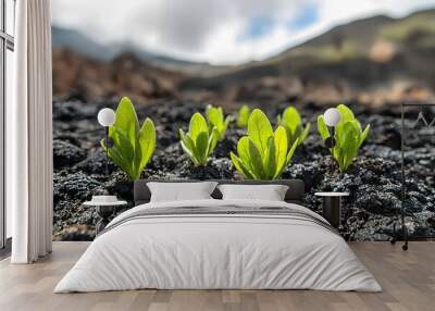 Fresh green seedlings emerge from rich black soil in natural landscape Wall mural