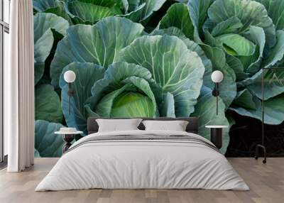 fresh nature cabbage or Brassica oleracea in harvesting organic in farm with blur background for copy space for text. Wall mural