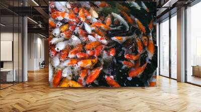 Top view of carp or crap fish in the pond with black background. Bird eye view top view of the beautiful fish in the canal. Wall mural