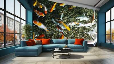 Beautiful King Koi Fish (Cyprinus carpio haematopterus), also known as the nishikigoi koi in the chinese pond. View from above Wall mural