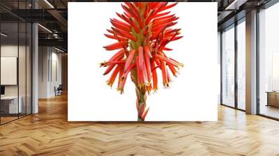 Red aloe flowers isolated on white background Wall mural