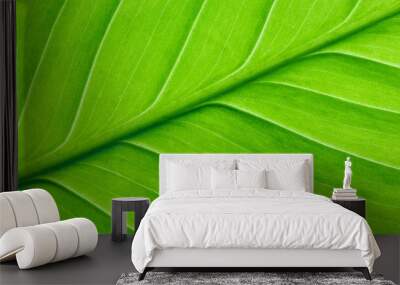 Texture of tropical bright green leaf closeup Wall mural