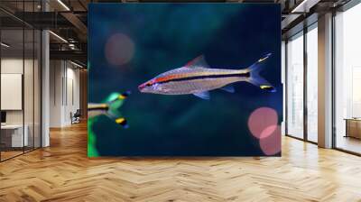 Barbus Denisoni fish in the aquarium. (Sahyadria denisonii Day). Freshwater aquarium Wall mural