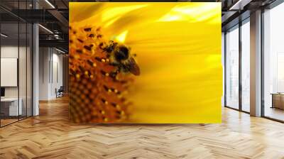 Bumblebee. Close-up of a large bumblebee sitting on a yellow flower. Macro horizontal photography Wall mural