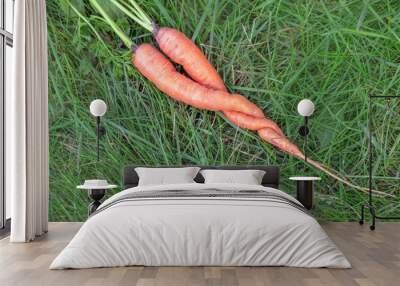 Carrot. Two carrots twisted lie on the green grass. Valentine's day. Wall mural