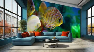 Discus in the aquarium. Fish swim in the aquarium Wall mural