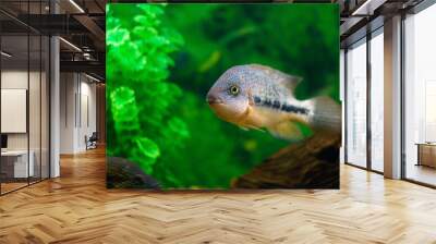 Fish Severum Cichlasoma Notatus in aquarium on a green background Wall mural