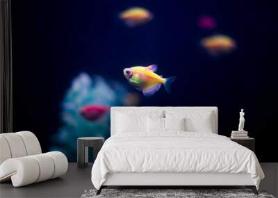 One little fish ternary in a dark aquarium Wall mural