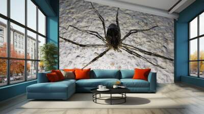 Spider on the Wall Wall mural