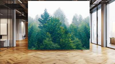 The dramatic wall fir-tree forest against the gray sky in the fog for creative background Wall mural