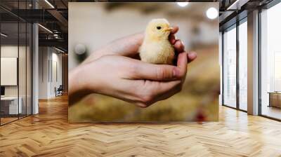 Human holding a little chicken in hands, at a poultry farm. Wall mural