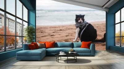 cat wearing sunglasses sitting on the beach with copy space. Funny Animal concept. Vacation concept. Wall mural