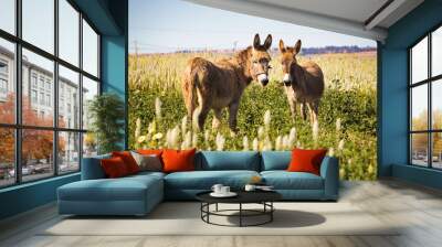 2 visible donkeys in a green meadow. Wall mural