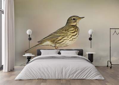  A close-up of a meadow pipit (Anthus pratensis) foraging on the beach of Heligoland. White coloured sand with stones and twigs. Wall mural