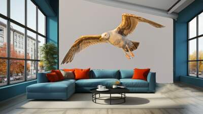 An American herring gull (Larus smithsonianus) flying above Revere beach. Wall mural