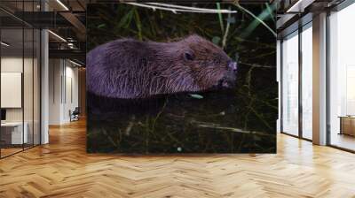 An eurasian beaver eating on a twig in the water on the side of a pond. Wall mural