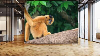 Yellow-cheeked gibbon female, Nomascus gabriellae  Wall mural