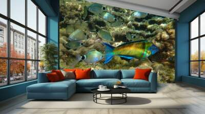 beautiful fish . beautiful fish in mediterranean sea underwater . undersea . Wonderful and beautiful underwater world with corals and fish. Wall mural