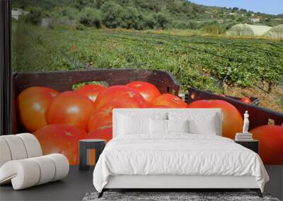 Picking fresh tomatoes in plastic crates in green field, red tomatoes in crate in greenhouse and in background tomato plant. vegetables in glasshouse. agriculture Harves in Jijel Algeria North Africa. Wall mural