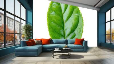 green tea leaf on isolated background Wall mural