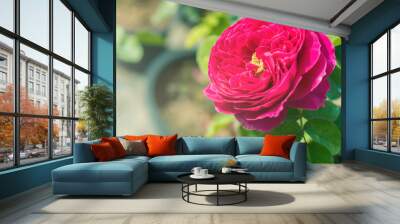 a bunch of roses in the garden Wall mural