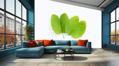 Bauhinia variegata leaves on white background. Wall mural