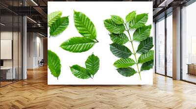 fresh coffee leaves on white background. Wall mural