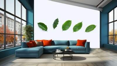 Fresh coffee leaves on white background. Wall mural