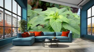 Green amaranth plant in the garden Wall mural