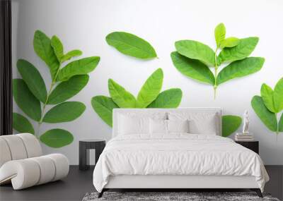 Guava leaves on white background. Wall mural