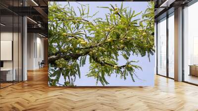 Phyllanthus emblica tree with fruits (Indian Gooseberry, Amla) Wall mural