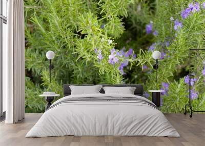 Rosemary plant, Fresh herb in the garden Wall mural