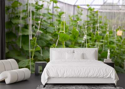 Sweet melons growing in greenhouse Wall mural