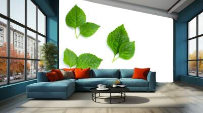 Tree Basil leaves (Ocimum gratissimum) on white background. Wall mural