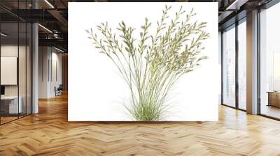 Cymbopogon ambiguus, Australian lemon-scented grass, bushes, shrubs, evergreen, small tree, bush, tree, big tree, light for daylight, easy to use, 3d render, isolated Wall mural