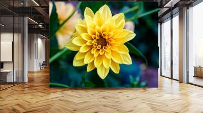 Contrast yellow flower dahlia macro in garden filtered Wall mural