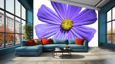 Purple flower Primula macro isolated on white Wall mural