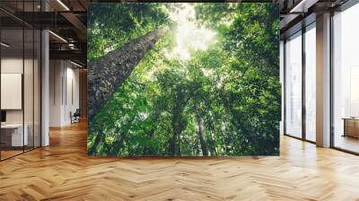 Green forest background texture with branch of tree in sunny light. Sunlight in forest. Canopy of tall tree woods. Environment concept Wall mural