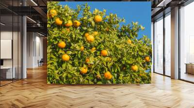 Cropped shot view of New Zealand grapefruit (Poor man's Orange) on grapefruit tree. Wall mural