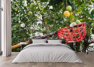 Gardener using fruit picker to collect mango on a tree. Mangoes are a tropical fruit from the drupe family and one of the most important and widely cultivated fruits. Wall mural